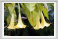 datura_cloranta1