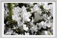 fiori_azalea2
