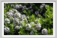 fiori_satureja_montana