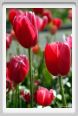fiori_tulipani3
