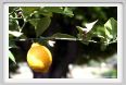 limone