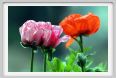 papaver_orientale08