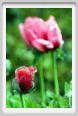 papaver_orientale11
