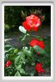 rosa_fred_loads1