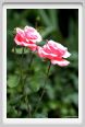 rosa_queen_elizabeth1