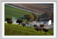 recanati_campagna1