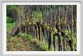 recanati_campagna26