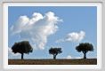 campagna_recanati013