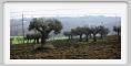 campagna_recanati010