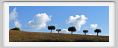 campagna_recanati012