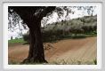 recanati_campagna12