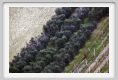 recanati_campagna13