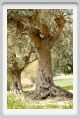 recanati_campagna14