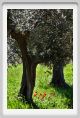 recanati_campagna03