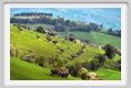 recanati_campagna1