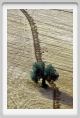 campagna_recanati004