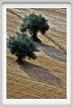 campagna_recanati005