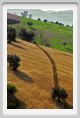 campagna_recanati007