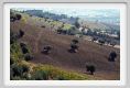 campagna_recanati016