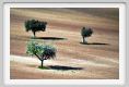 recanati_campagna13