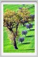 recanati_campagna10