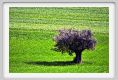 recanati_campagna05