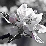 ciliegio_in_fiore001
