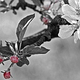 ciliegio_in_fiore007