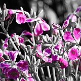 violacciocche005