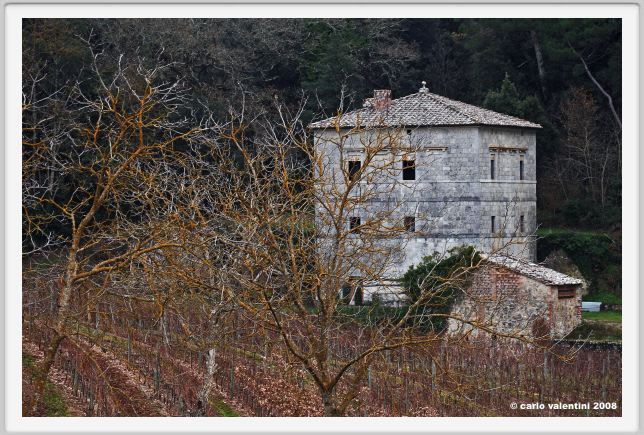 tenuta_di_arceno010