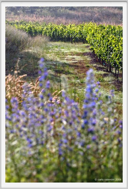 tenuta_di_arceno034