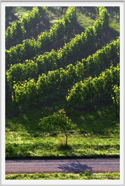 tenuta_di_arceno042