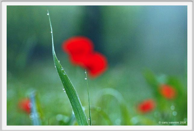 tenuta_di_arceno058