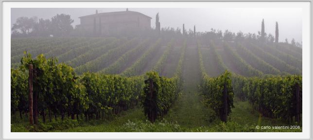 tenuta_di_arceno064