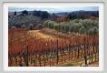 tenuta_di_arceno006