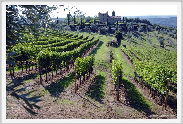 tenuta_di_arceno1100