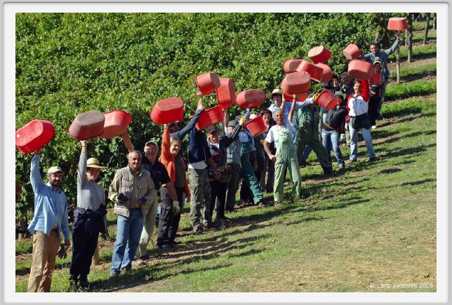 tenuta_di_arceno1123