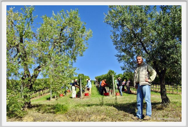 tenuta_di_arceno1125