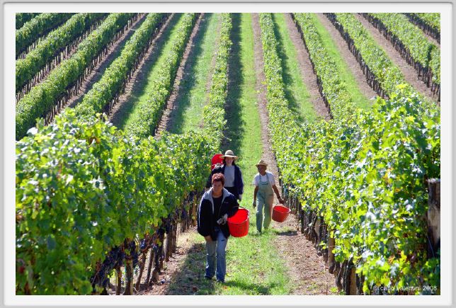 tenuta_di_arceno1146