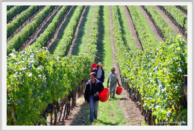 tenuta_di_arceno1147