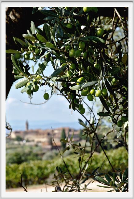 tenuta_di_arceno1153