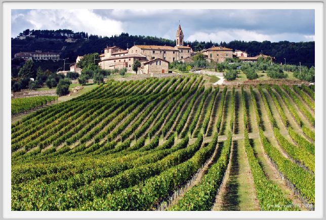tenuta_di_arceno1155