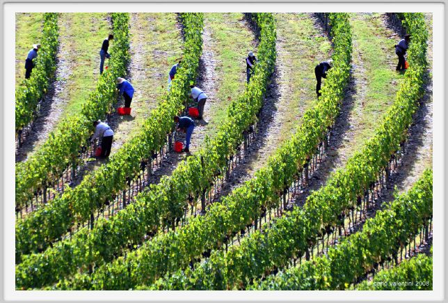 tenuta_di_arceno1161