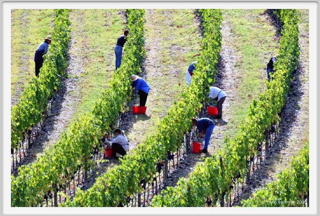 tenuta_di_arceno1163