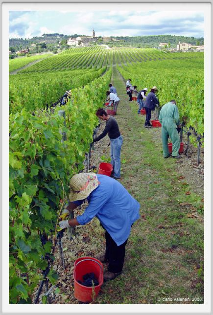 tenuta_di_arceno1168