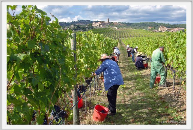 tenuta_di_arceno1174