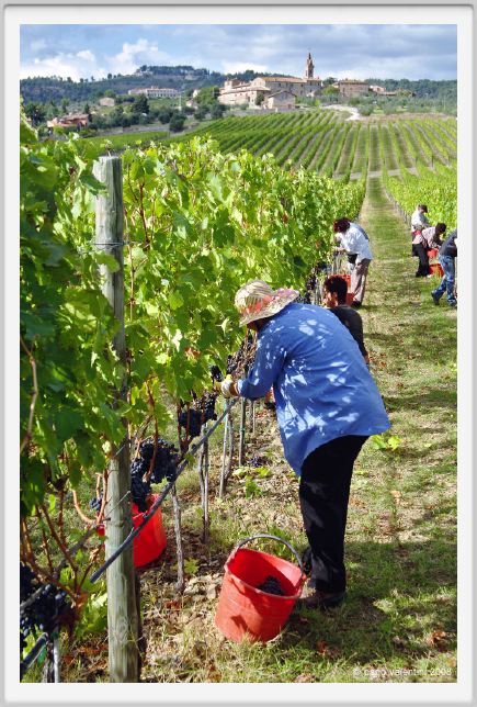 tenuta_di_arceno1175