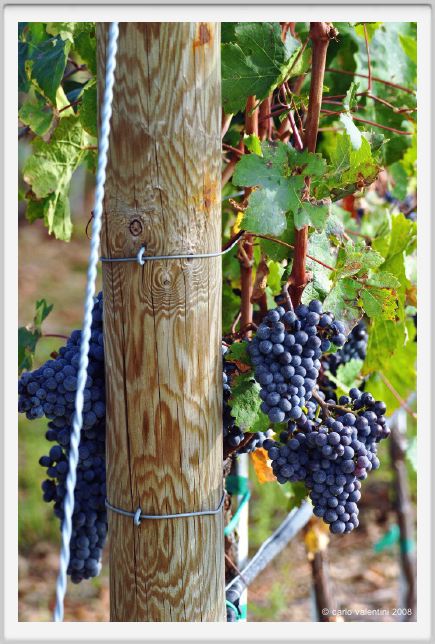 tenuta_di_arceno1179