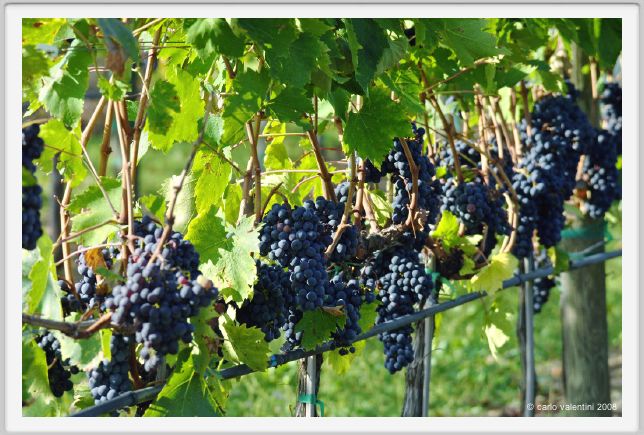 tenuta_di_arceno1180