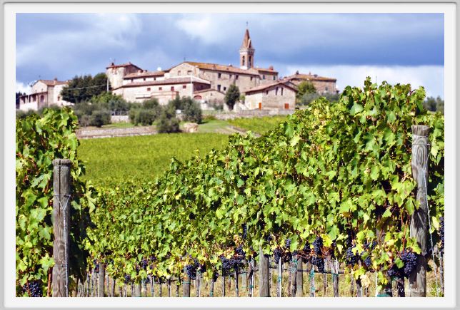 tenuta_di_arceno1181